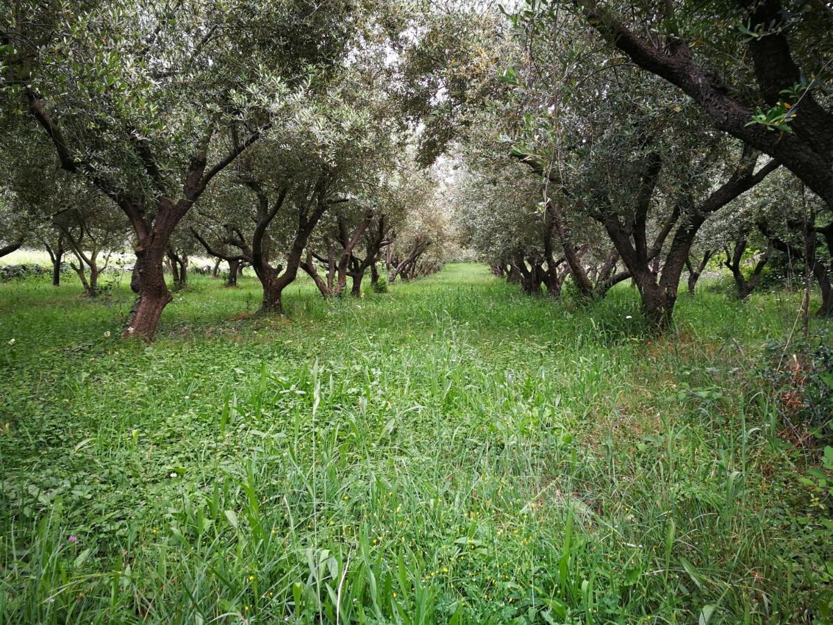 Ecohouse Oliveglia Βίλα Šilo Εξωτερικό φωτογραφία